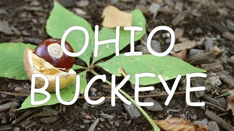 How To Identify Ohio Buckeye Aesculus Glabra Tree Id 4 Youtube