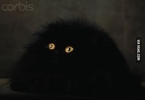 Black Persian Cat 9gag