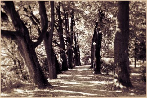 Wallpaper Tree Nature Woody Plant Black And White Path Woodland