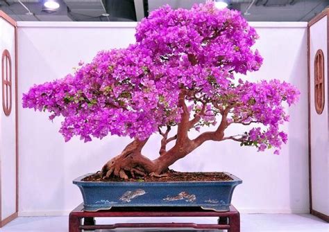 Azaleas /əˈzeɪliə/ are flowering shrubs in the genus rhododendron, particularly the former sections tsutsuji (evergreen) and pentanthera (deciduous). Azalea bonsai | Bonsai art, Bonsai plants, Bonsai flower