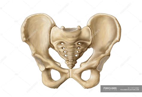 Printable Human Skeleton Pelvis