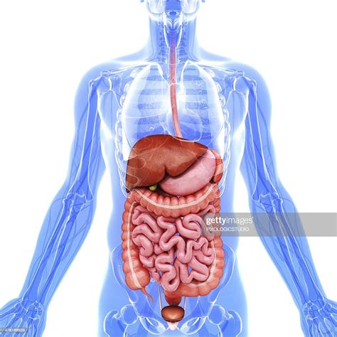 human internal organs artwork high res vector graphic getty images