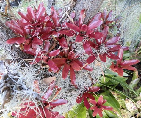 Bromeliads In Australia Neoregelia Fireball