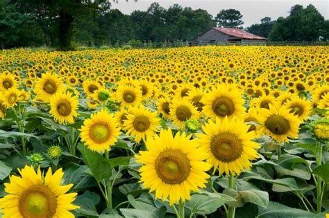 Sunflower Season Is Just Around The Corner And This Atl Field Is