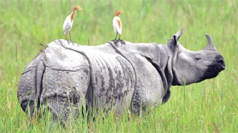 Nepals Rhino Population Increases By 107 In 6 Years Daily News