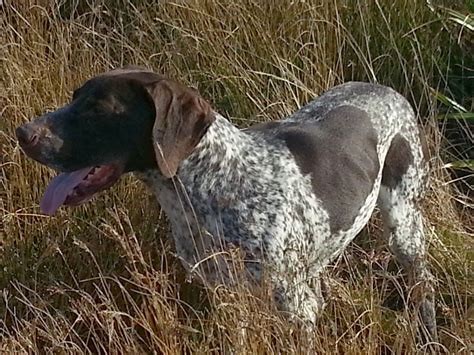 German shorthaired pointer dogs are a gun dog breed that weigh between 45 and 70 pounds, growing up to 25 inches tall. German shorthaired pointer puppies for sale | Swansea, Swansea | Pets4Homes