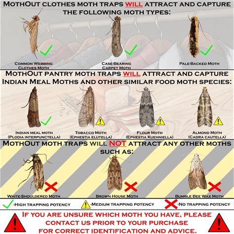 Mothout Pheromone Clothes And Carpet Moth Traps Pantry Moth Traps Fly