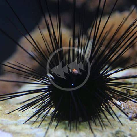 Urchin Longspine Black Diadema Setosum Aquatics Unlimited