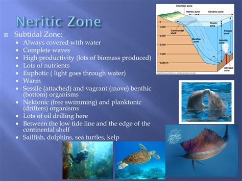 Ppt Ocean Zones Powerpoint Presentation Id1995792
