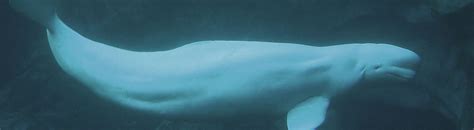 Quirky Beluga Facts By Seethewild Wildlife Conservation