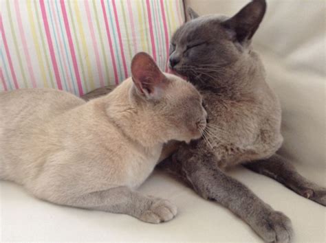 The bombay was bred to resemble the black leopard found in india. Why Is Lilac Burmese Kittens Uk So Famous? | Lilac Burmese ...