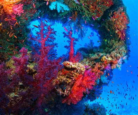 25 Stunning Underwater Photos Of Depths See