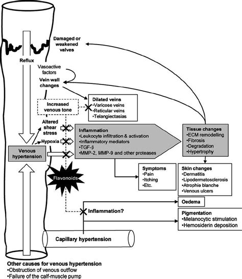 Pathogenesis Of Chronic Venous Disease Cvd And Mechanisms Of