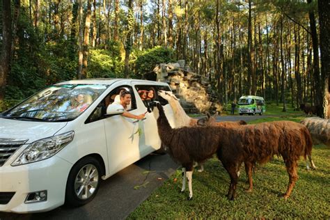 Taman Safari Prigen Taman Safari Terluas Di Indonesia Yuk Piknik