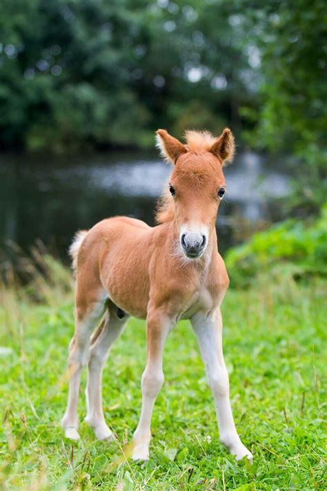 A Falabella Miniature Horse Foal Photo Dragonikashutterstock