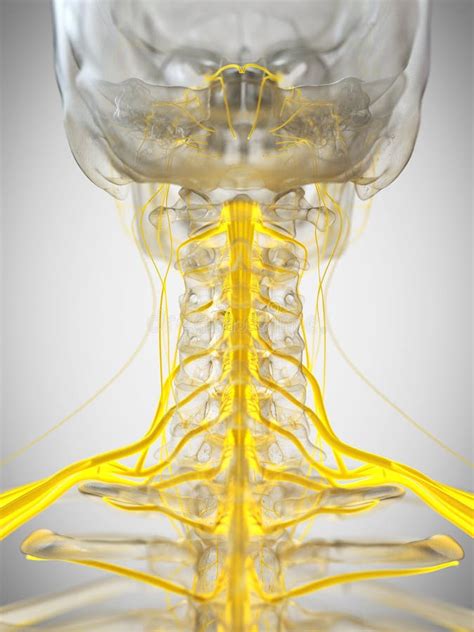 Os nervos cervicais ilustração stock Ilustração de esqueletal