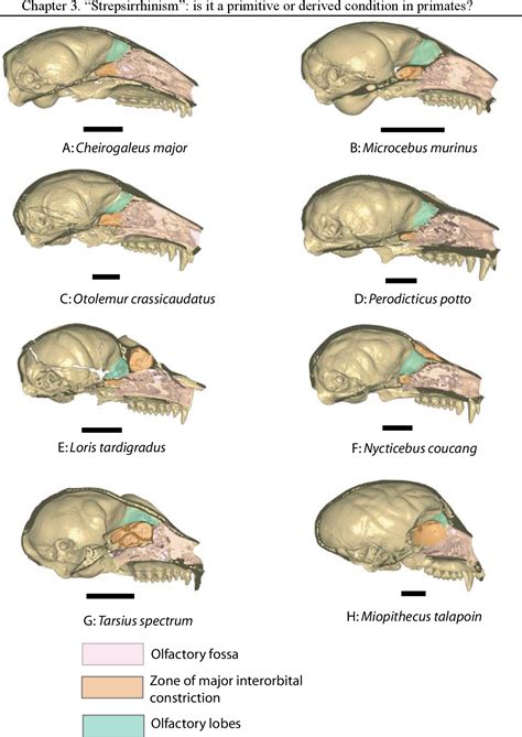 Pdf Evolution And Development Of The Strepsirrhine Primate Skull