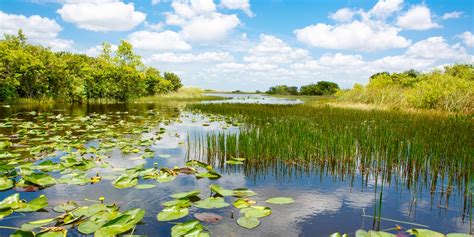 What Are Wetlands A Guide To Wetlands In Florida Joshua Cross Realtor