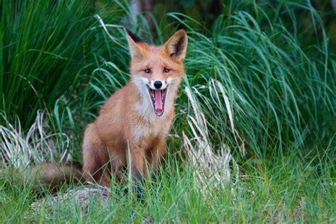Red Fox Stock Image Image Of Straight Vulpes Watching 20346745