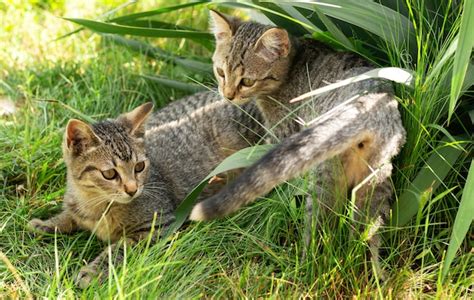 Premium Photo Little Two Kittens Playing In The Grass