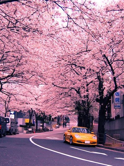 Scenic Car Cherry Blossom Japan Jdm Wallpaper