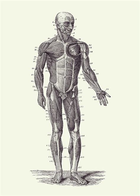 Human Muscle System Vintage Anatomy 2 Drawing By Vintage Anatomy