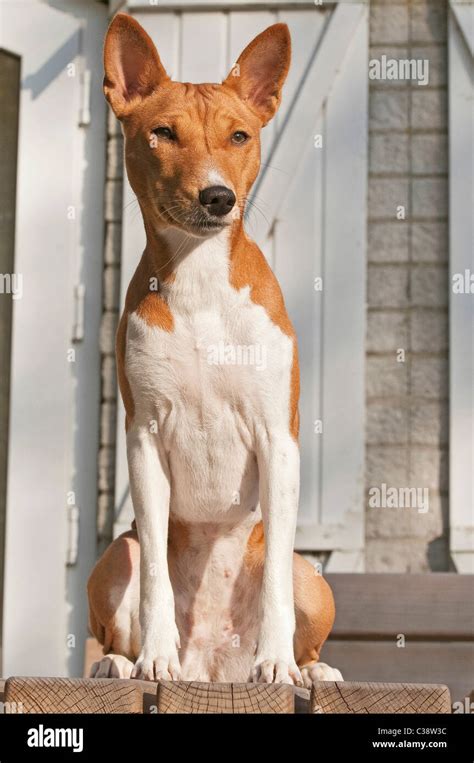 Basenji Dog Sitting Stock Photo Alamy