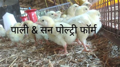 poultry farming chick aane se pahle kaise kare tayariya youtube