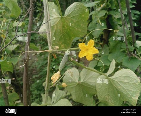Cucumber Plant Blossoming And Giving Little Spiky Cucumbers Flower Of