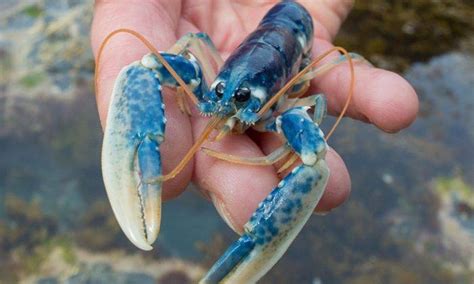 Beli bibit lobster air tawar online berkualitas dengan harga murah terbaru 2021 di tokopedia! Kenali Famili Lobster (Udang Kara) - Umpan