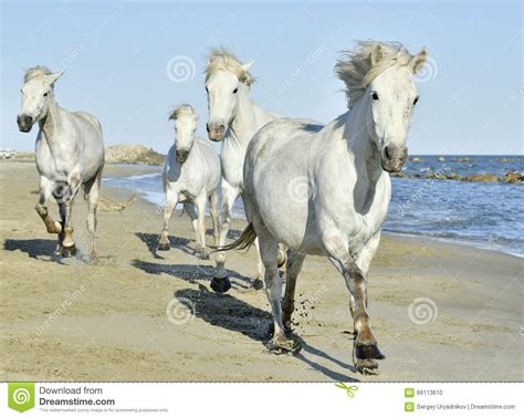 Herd Of White Camargue Horses Running On The Beach Stock Photo Image