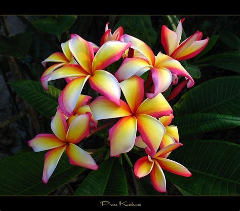 Hawaiian Flowers Wallpapers Wallpaper Cave