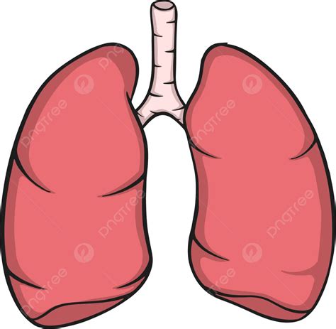 Pulmones De Organos Humanos Vector Png Deformación Organo Humano
