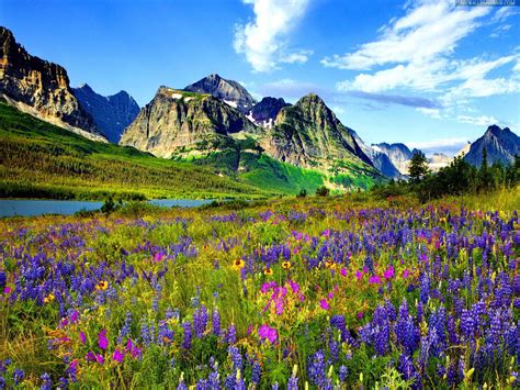 Hd Mountain Flowers Wallpaper Spring Landscape Blue And Purple