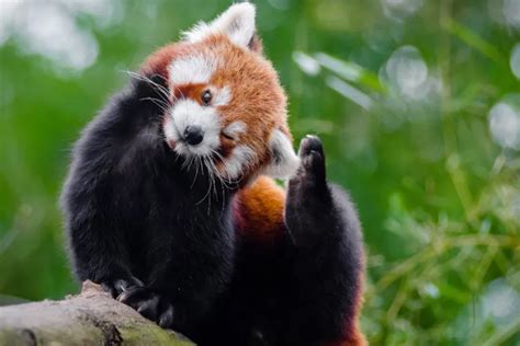 Fakta Unik Tentang Panda Merah Hewan Menggemaskan Yang Kini Terancam