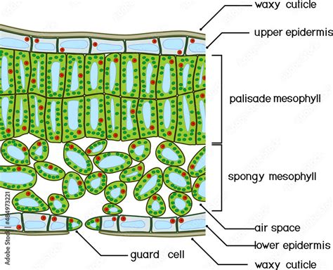 Sectional Diagram Of Plant Leaf Structure Cross Section Through A Leaf The Best Porn Website