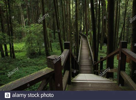Wooden Footbridge In Forest Stock Photo Alamy