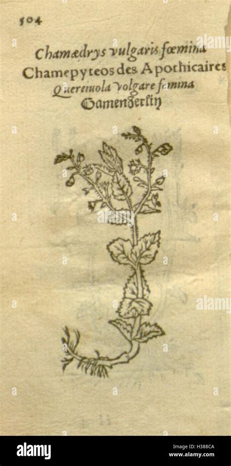 Plantarum Effigies Page 504 Bhl81 Stock Photo Alamy