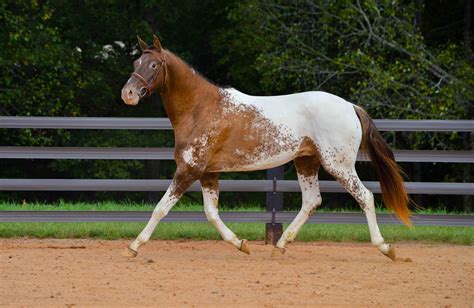 More Than Just A Color The American Paint Horse Your Horse Farm