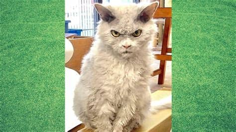 Kumpulan Gambar Kucing Lucu dan Imut yang Menggemaskan ...