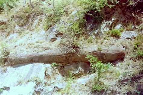 Indias Oldest Tree Fossils Discovered The Archaeology News Network