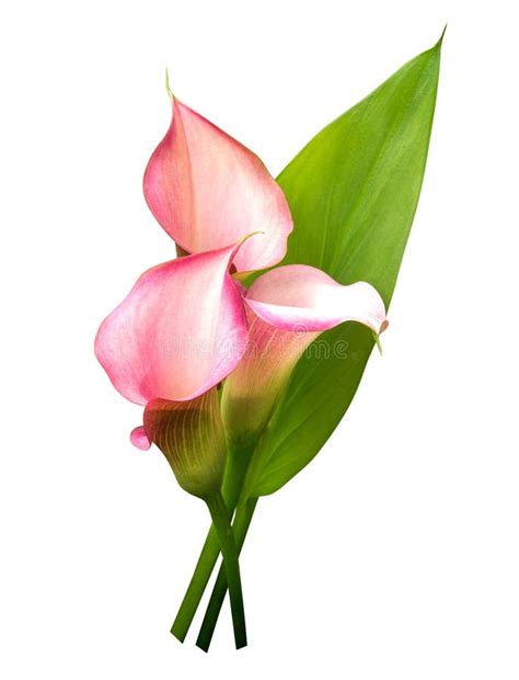 Pink Calla Lily Flower With Green Leaf Isolated On White Background