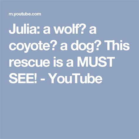 Julia A Wolf A Coyote A Dog This Rescue Is A Must See Youtube