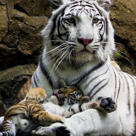 Cuddly Tiger Cub Goofs Around With Mom