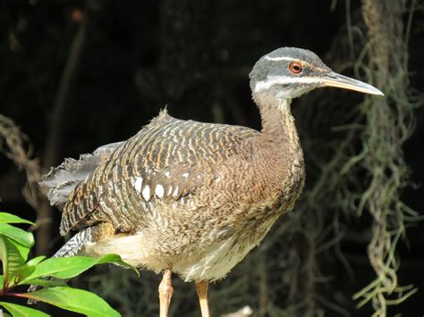 Discovery Outpost Hummingbird Aviary Greater Sunbittern Zoochat