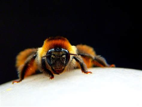Free Images Fauna Invertebrate Close Up Big Hornet Be Bumblebee
