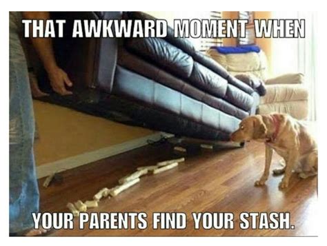 Busted Funny Animal Pictures Best Funny Photos Cute Memes