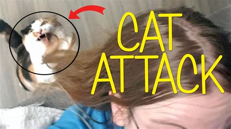 My Cat Attacking My Hair Youtube