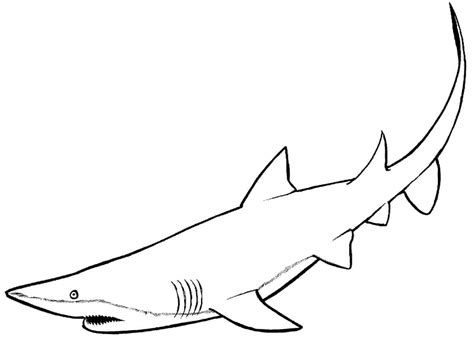 Disegni squali facili da colorare. 10 Disegni Squali Facili da colorare per bambini piccoli