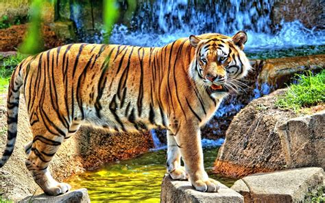 Tiger Full HD Wallpaper and Background Image | 2560x1600 | ID:337331